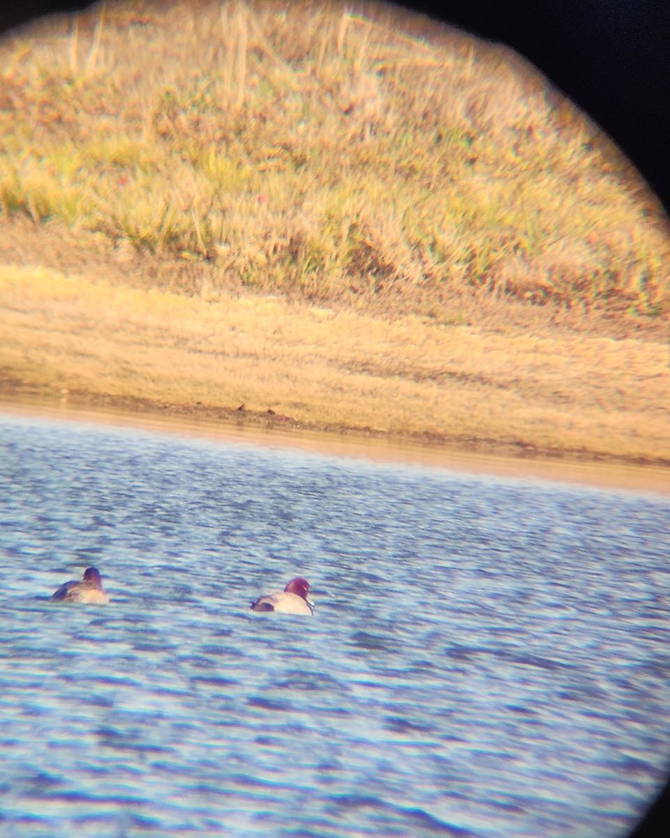 Redhead - ML646748669