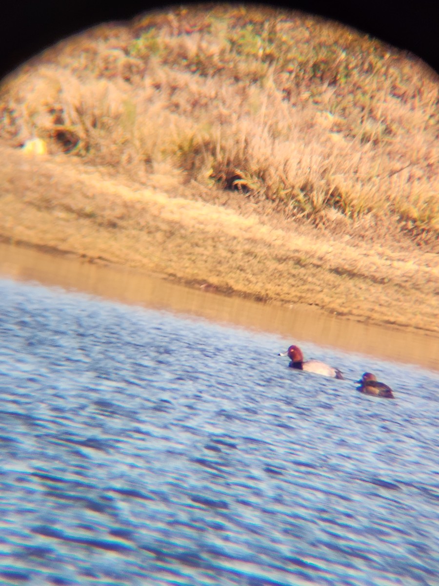 Redhead - ML646748670