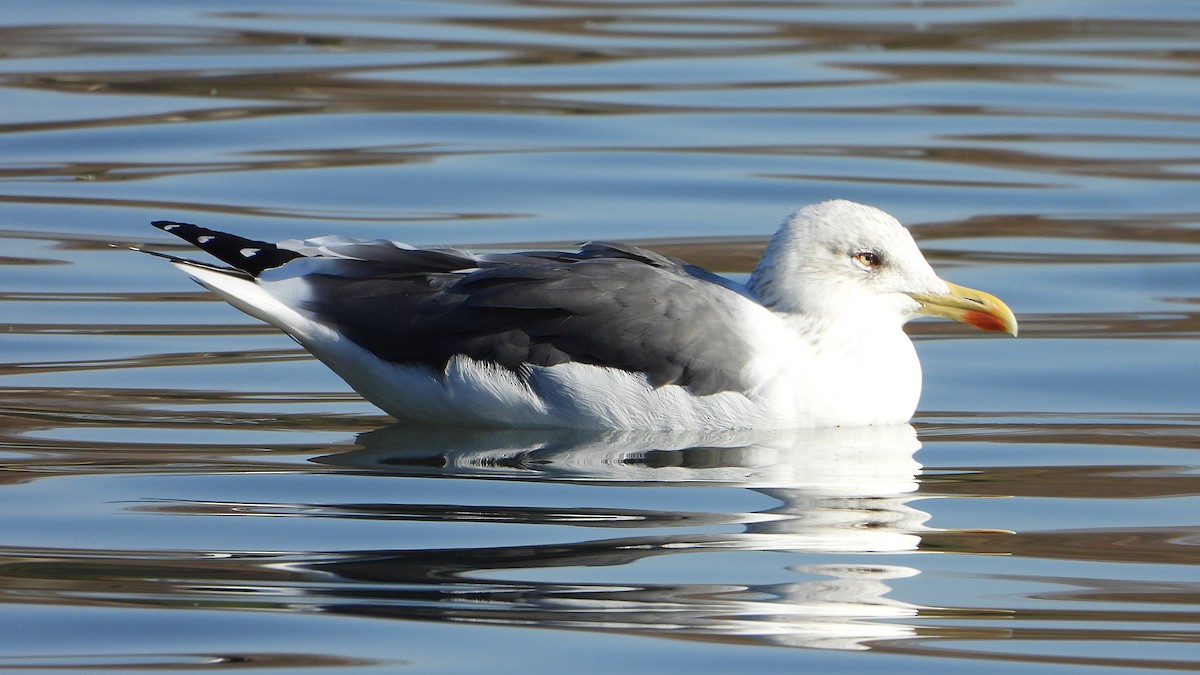 Lesser Black-backed Gull - ML646748673