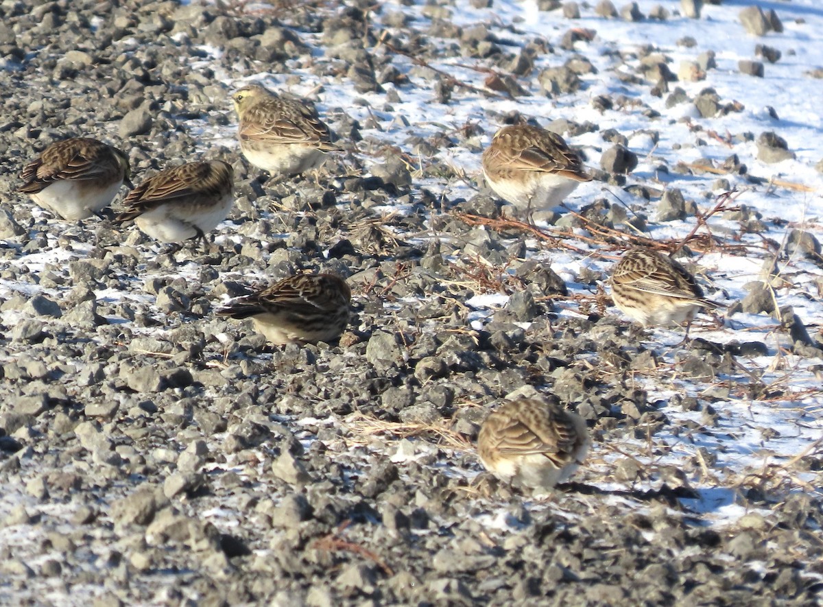 Spornammer - ML646748677