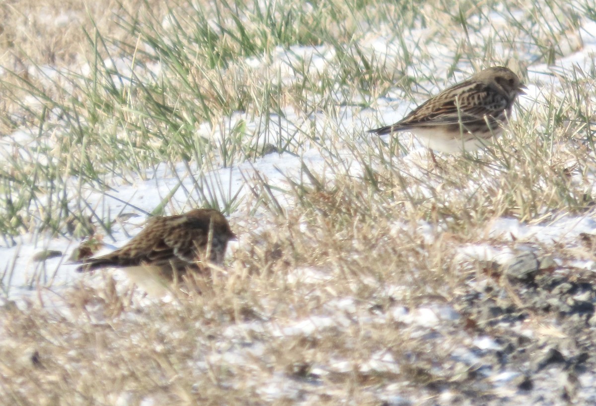 Spornammer - ML646748678