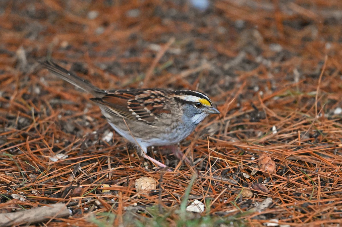 Weißkehlammer - ML646748679