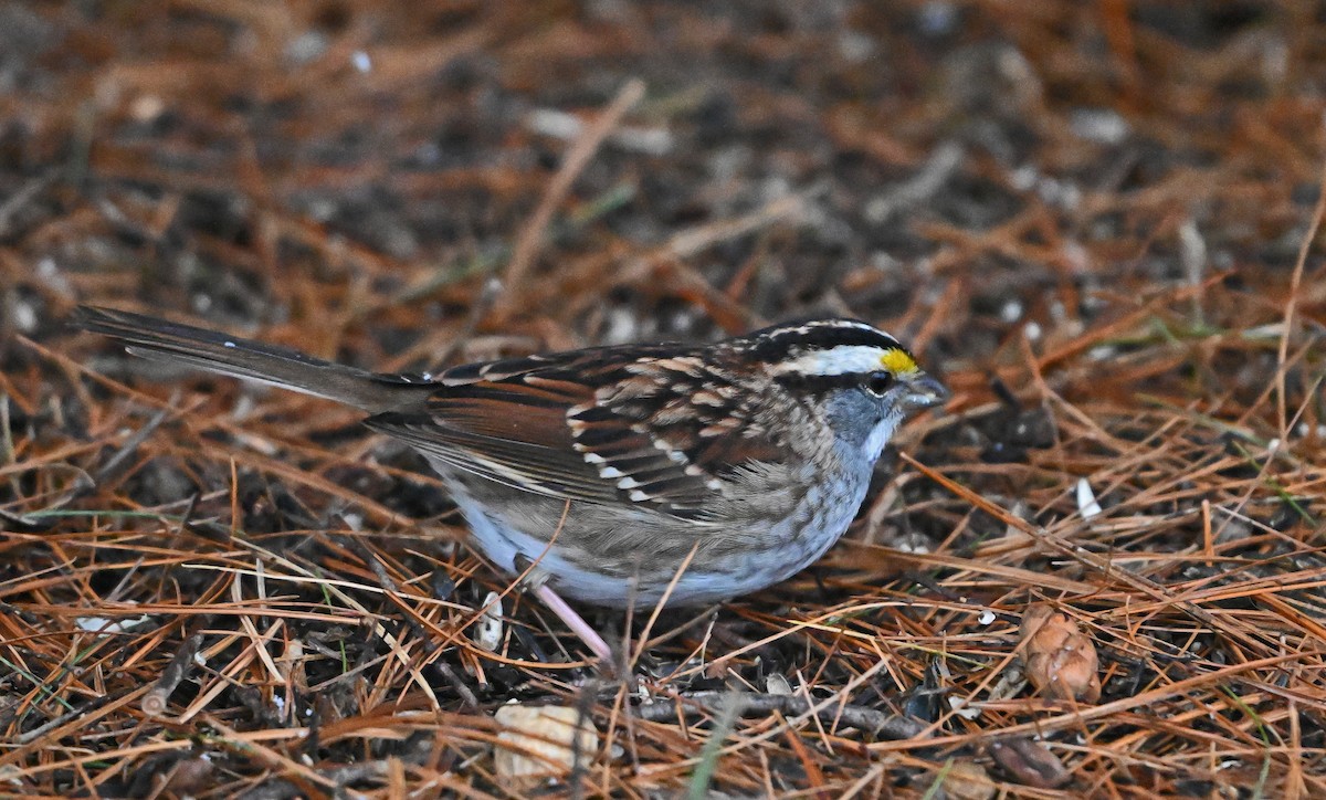 Weißkehlammer - ML646748680