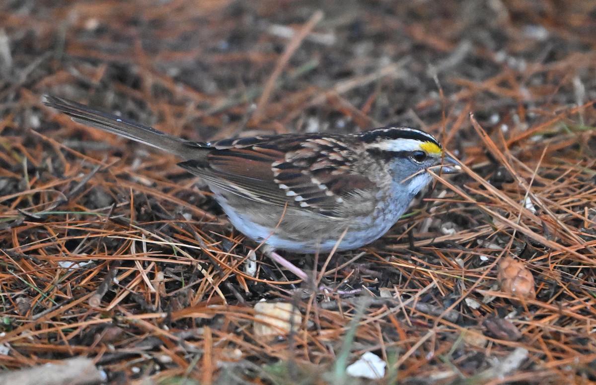 Weißkehlammer - ML646748681