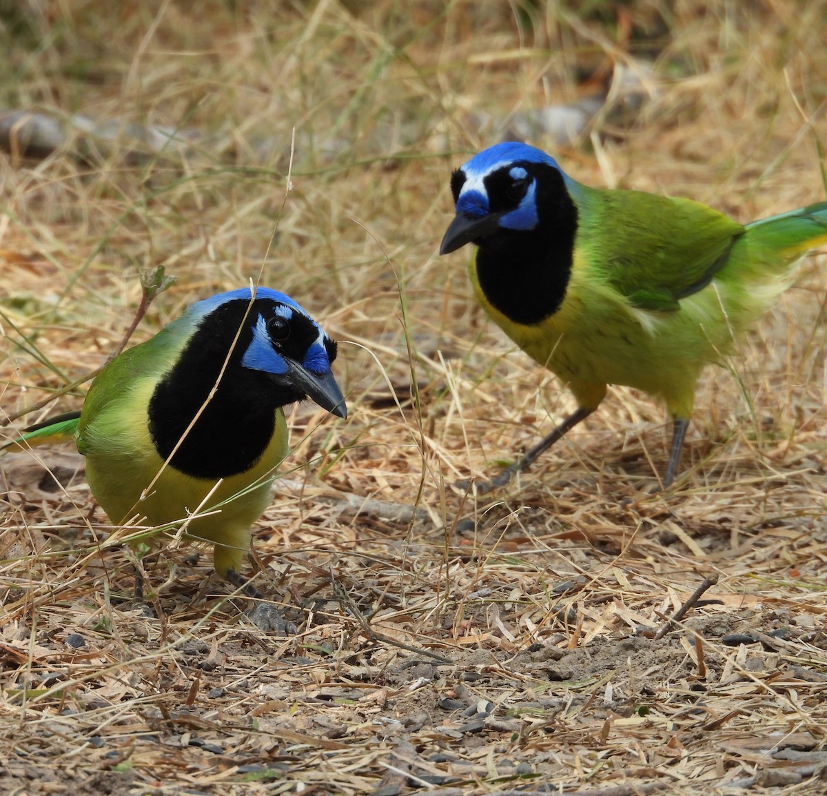 sojka zelenavá - ML646748682