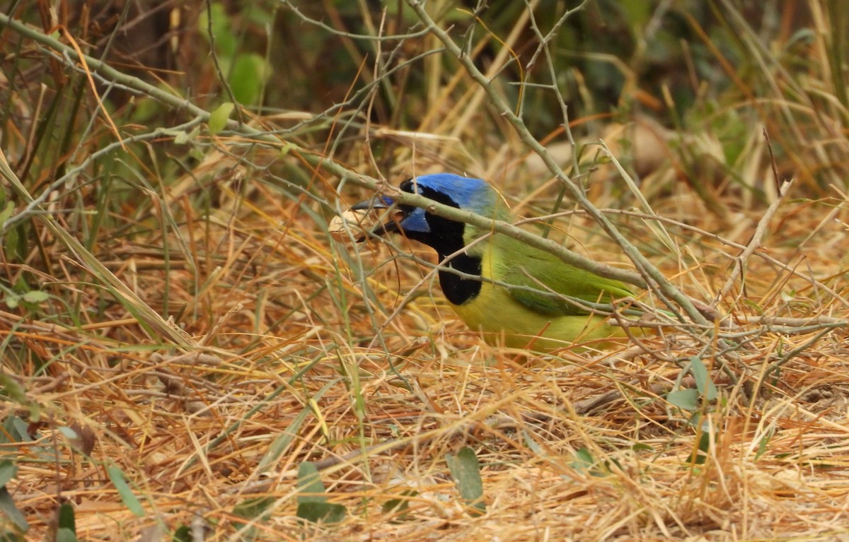 sojka zelenavá - ML646748683