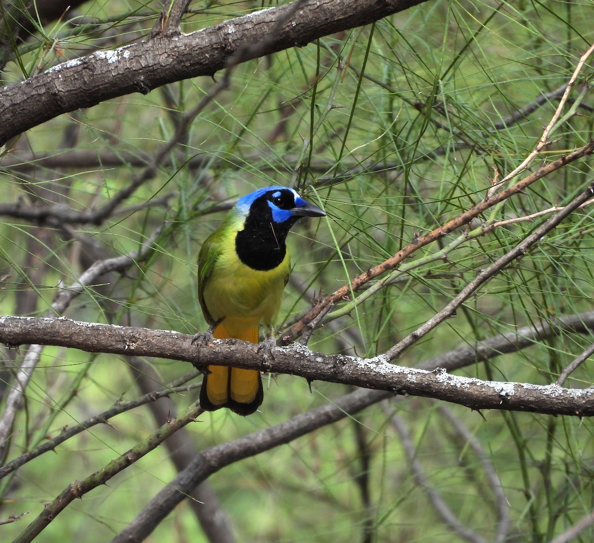 sojka zelenavá - ML646748684