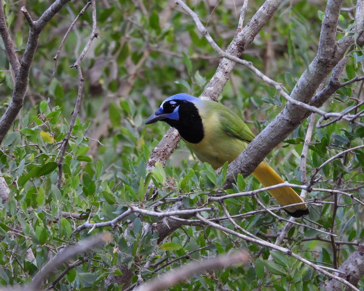 sojka zelenavá - ML646748685