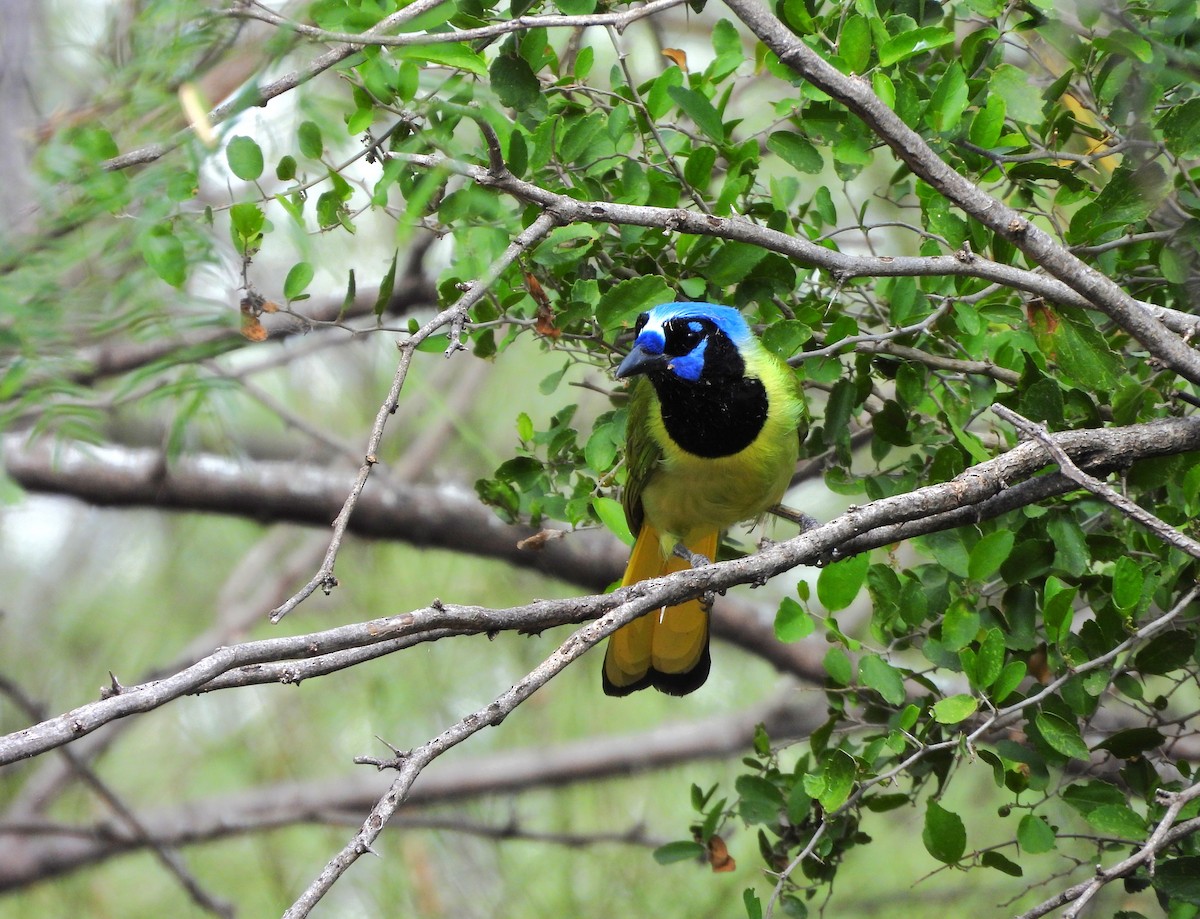 sojka zelenavá - ML646748686