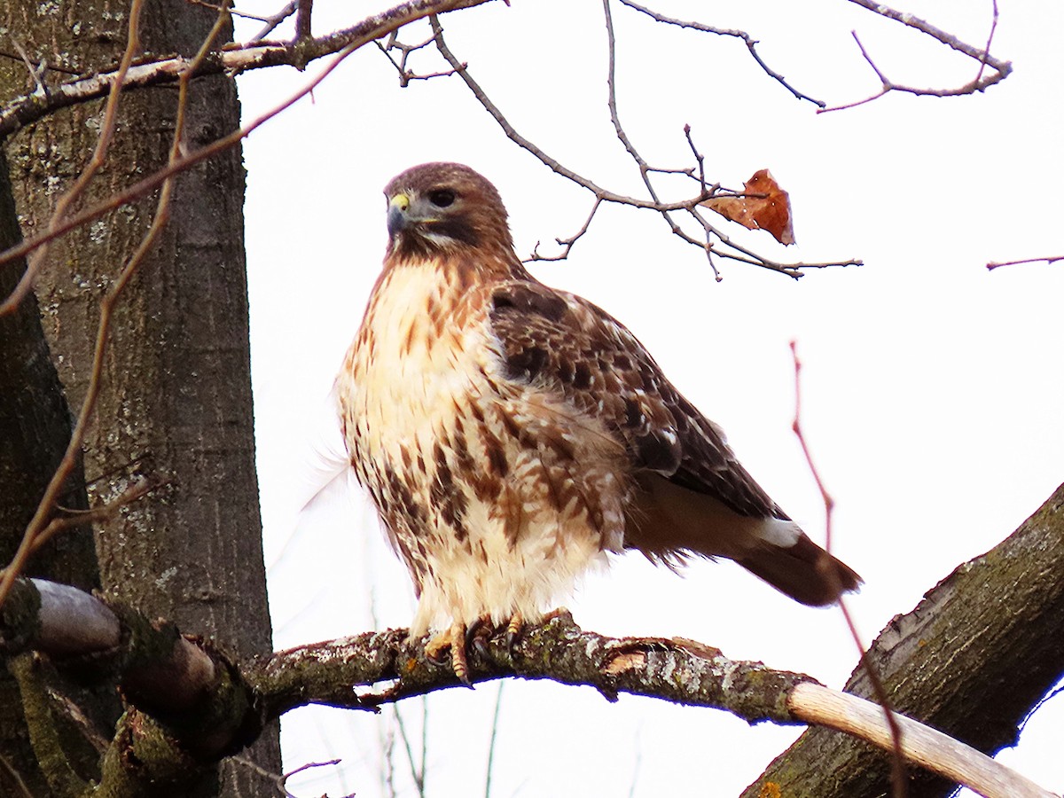 káně rudochvostá - ML646748687