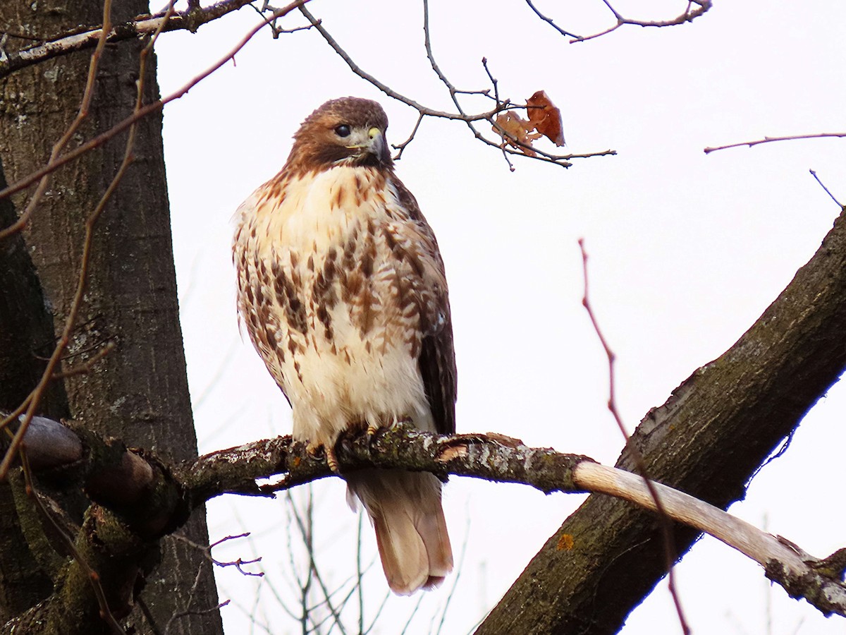 káně rudochvostá - ML646748688