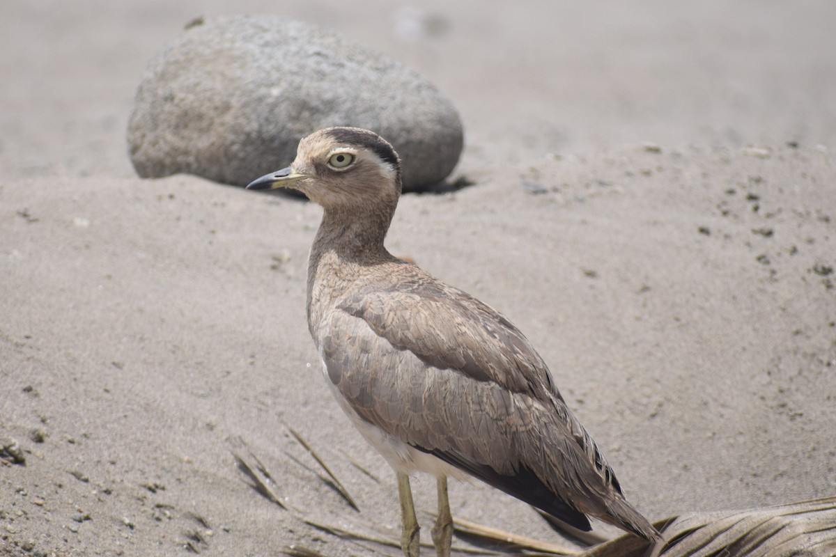 Peruvian Thick-knee - ML646748689