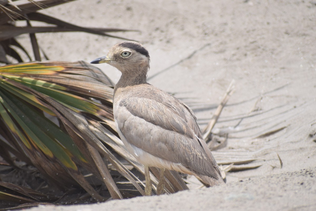 Peruvian Thick-knee - ML646748690
