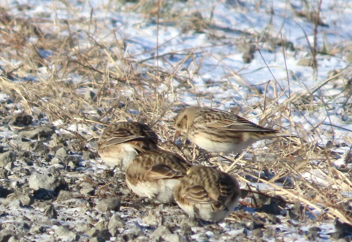 Spornammer - ML646748692