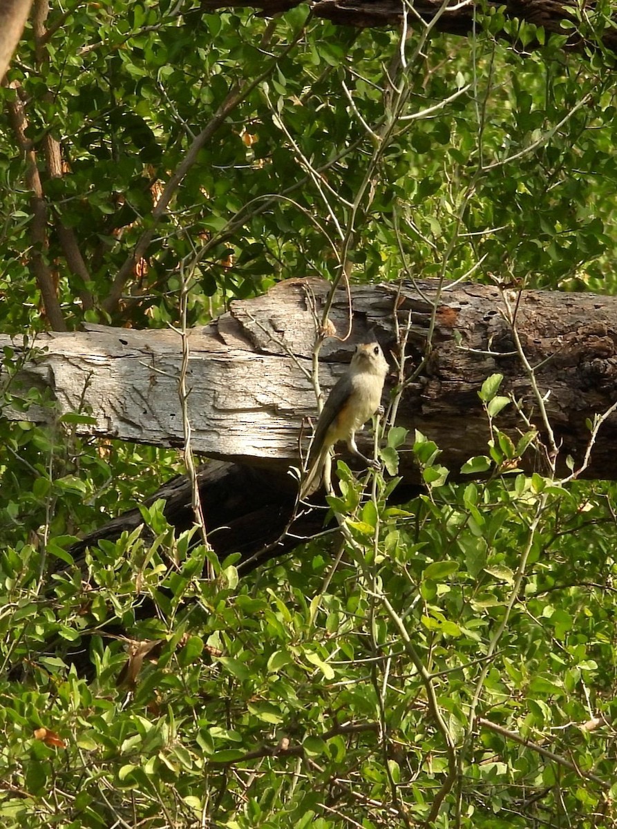 Black-crested Titmouse - ML646748693