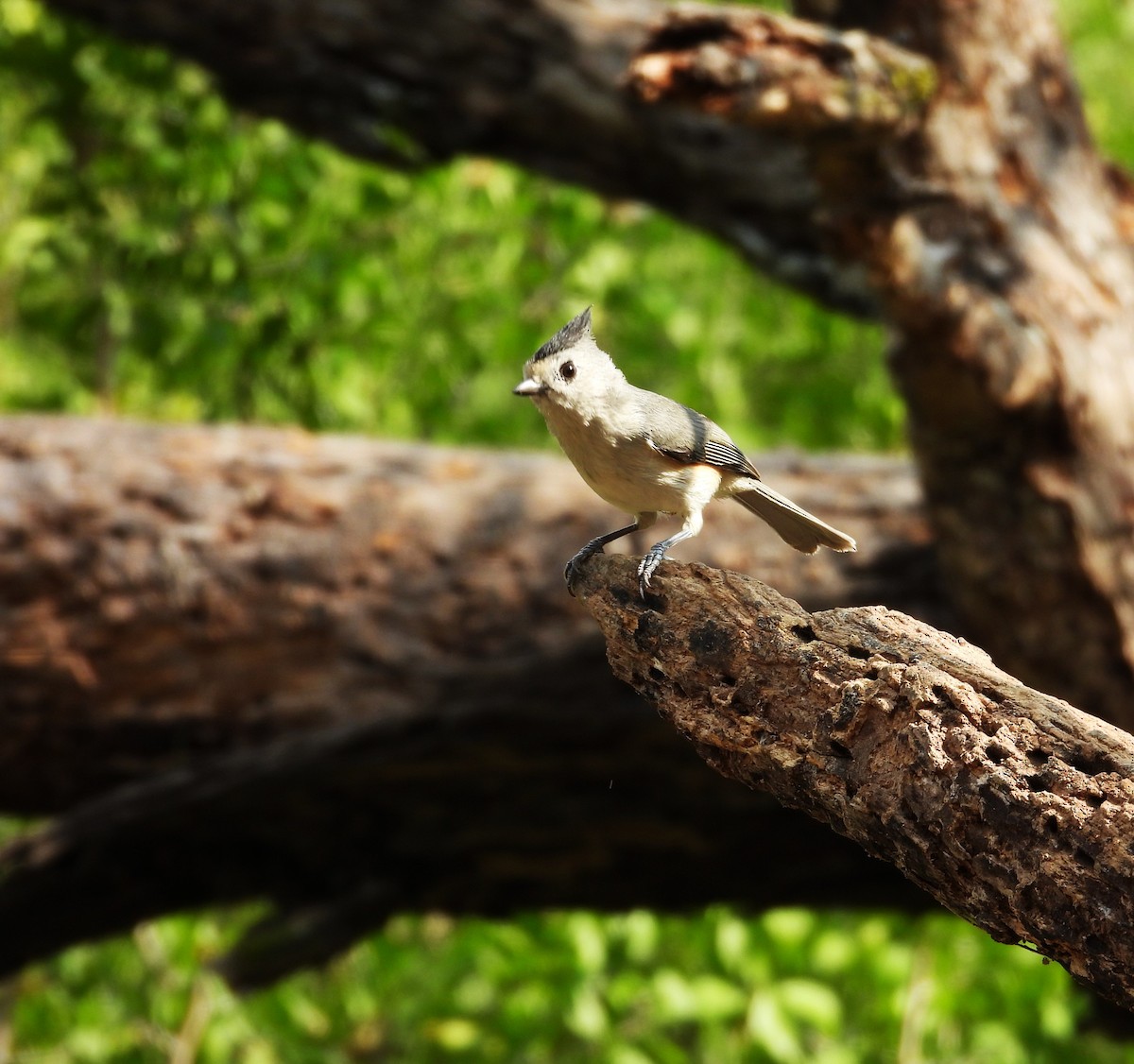 Black-crested Titmouse - ML646748694