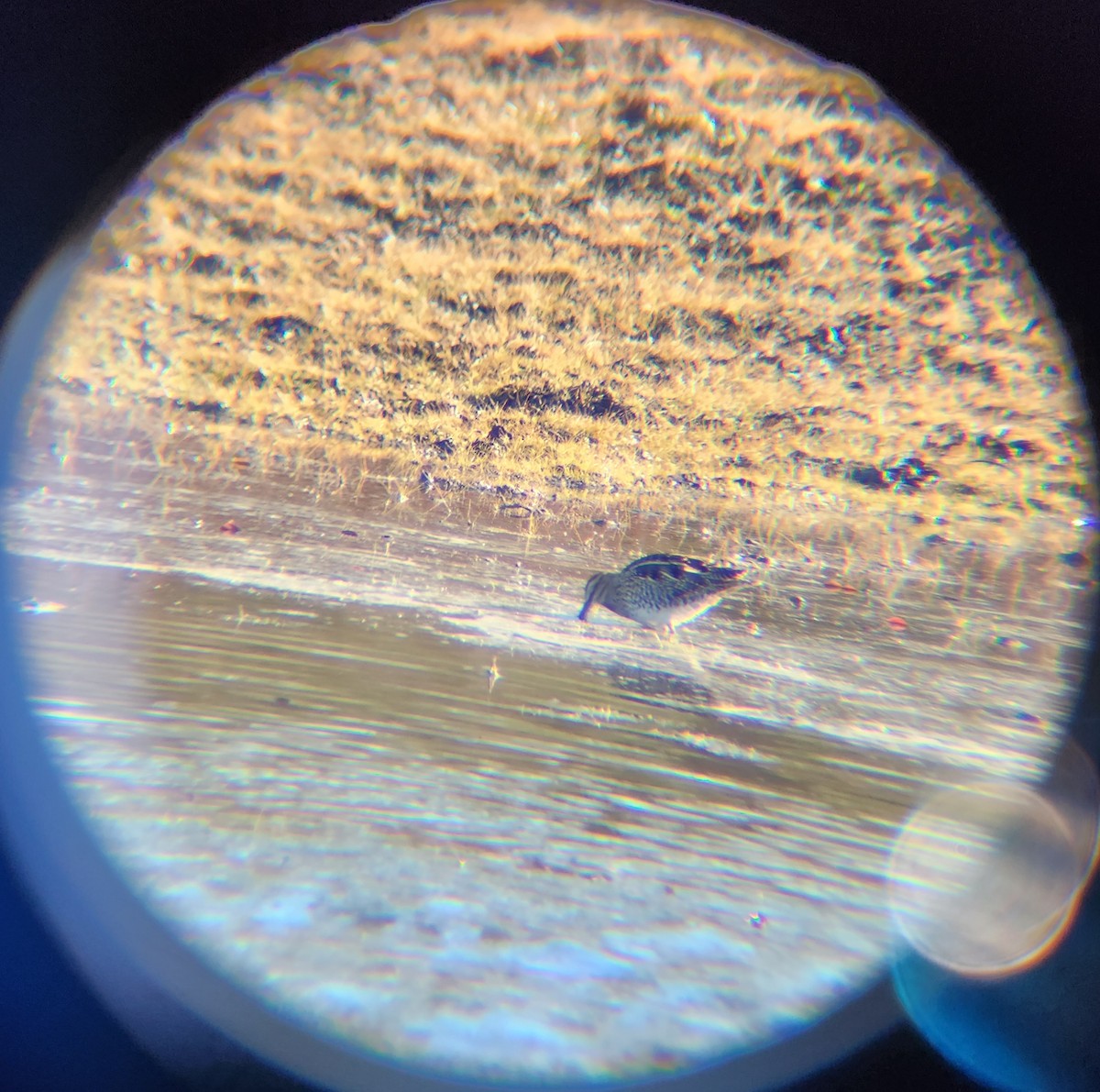 Wilson's Snipe - ML646748695