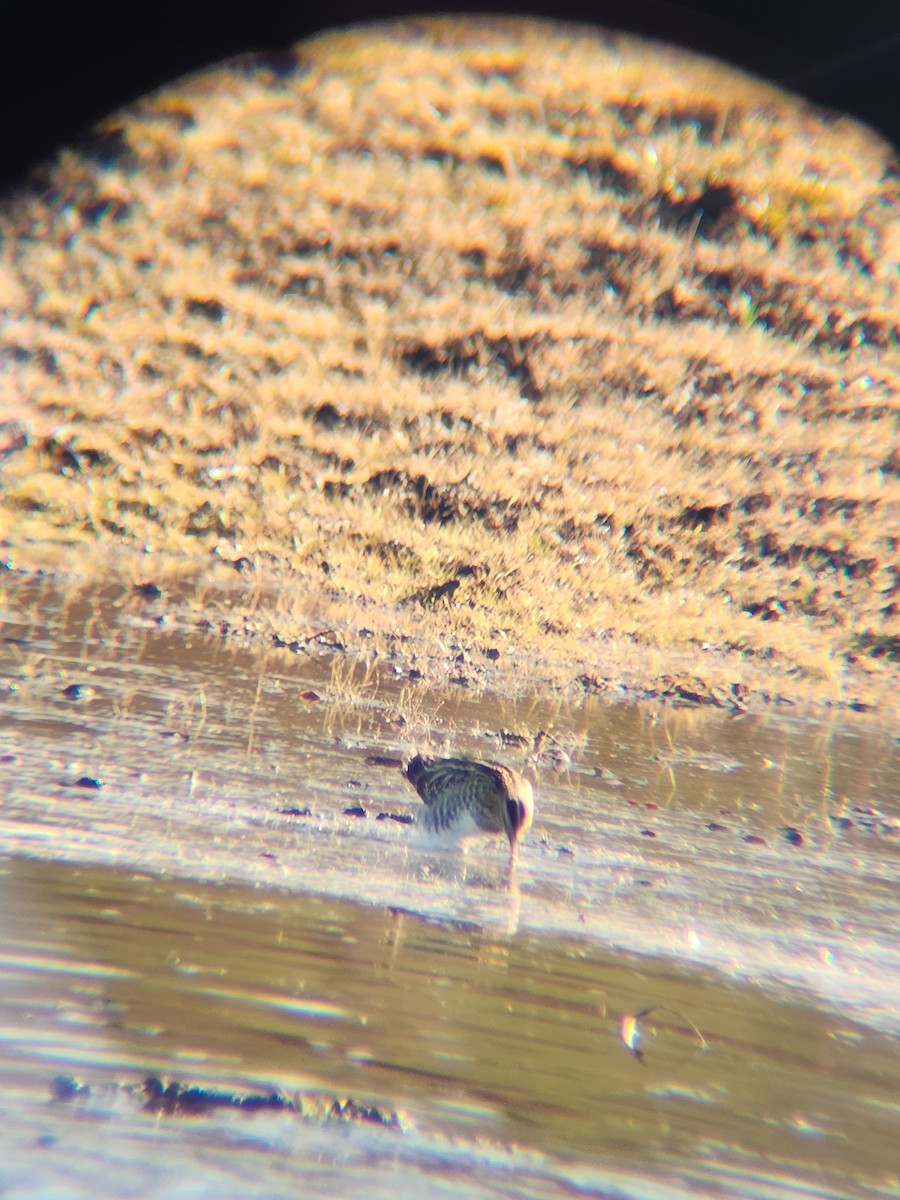 Wilson's Snipe - ML646748696