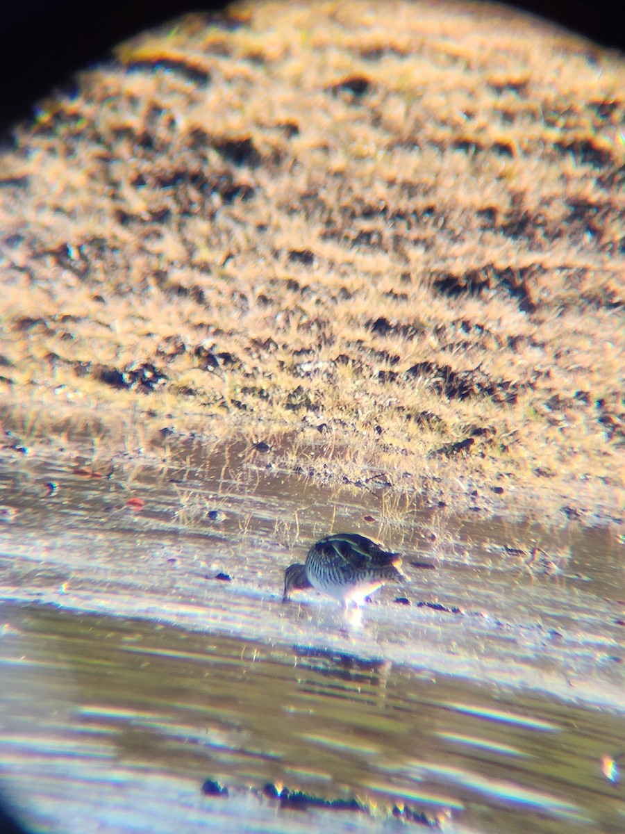 Wilson's Snipe - ML646748697