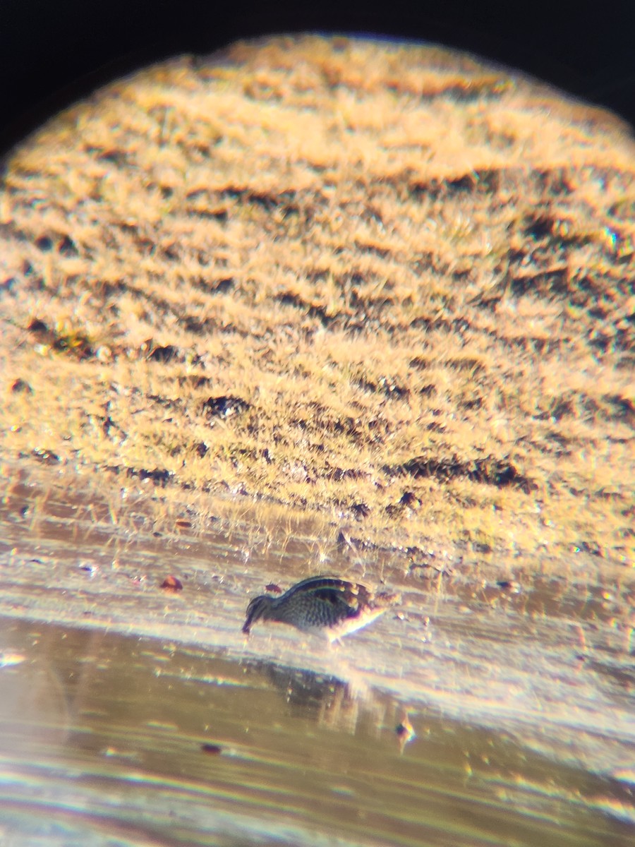 Wilson's Snipe - ML646748698