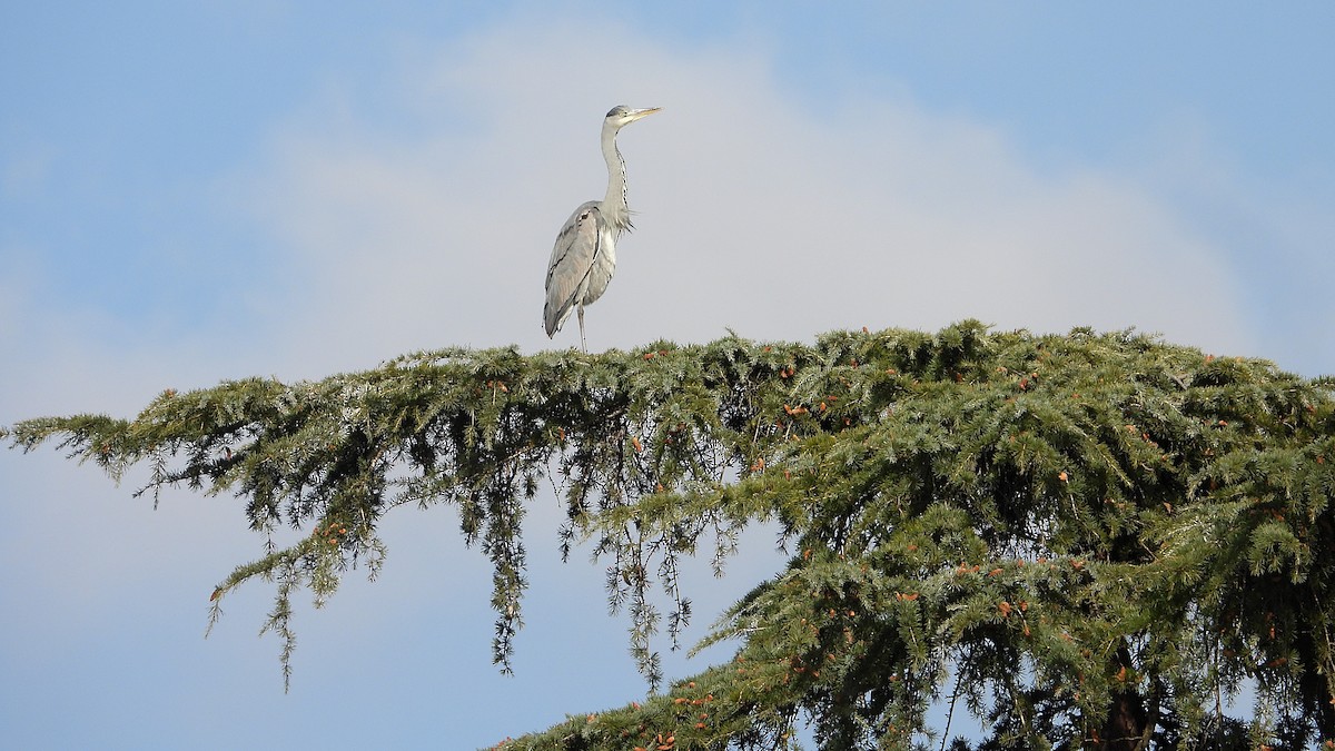 Gray Heron - ML646748701