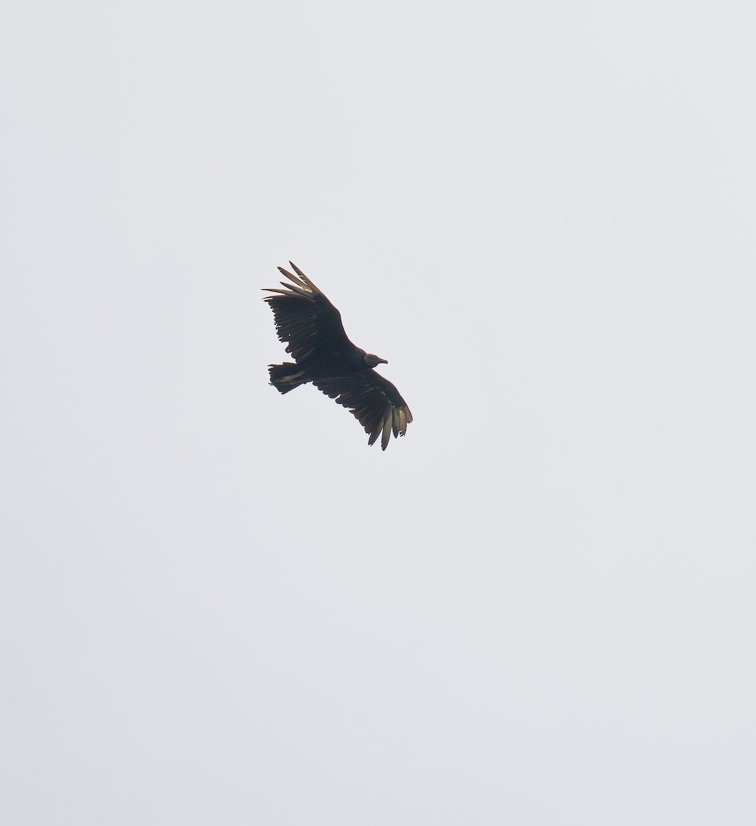 Black Vulture - ML646748702
