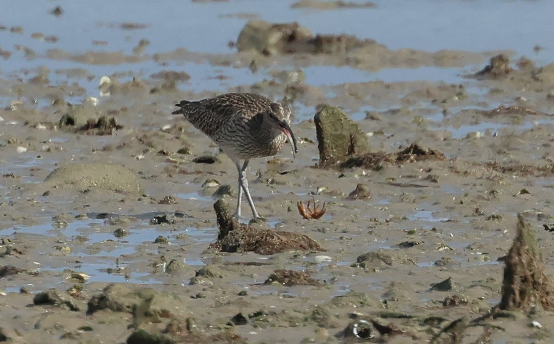 Eurasian Whimbrel - ML646748703