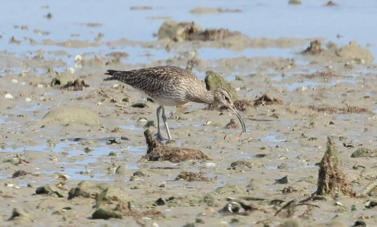 Eurasian Whimbrel - ML646748704