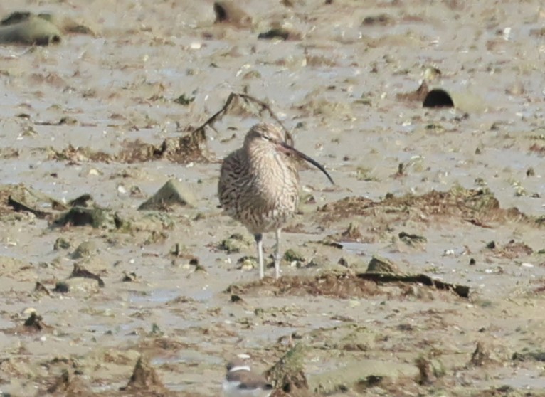 Eurasian Curlew - ML646748705