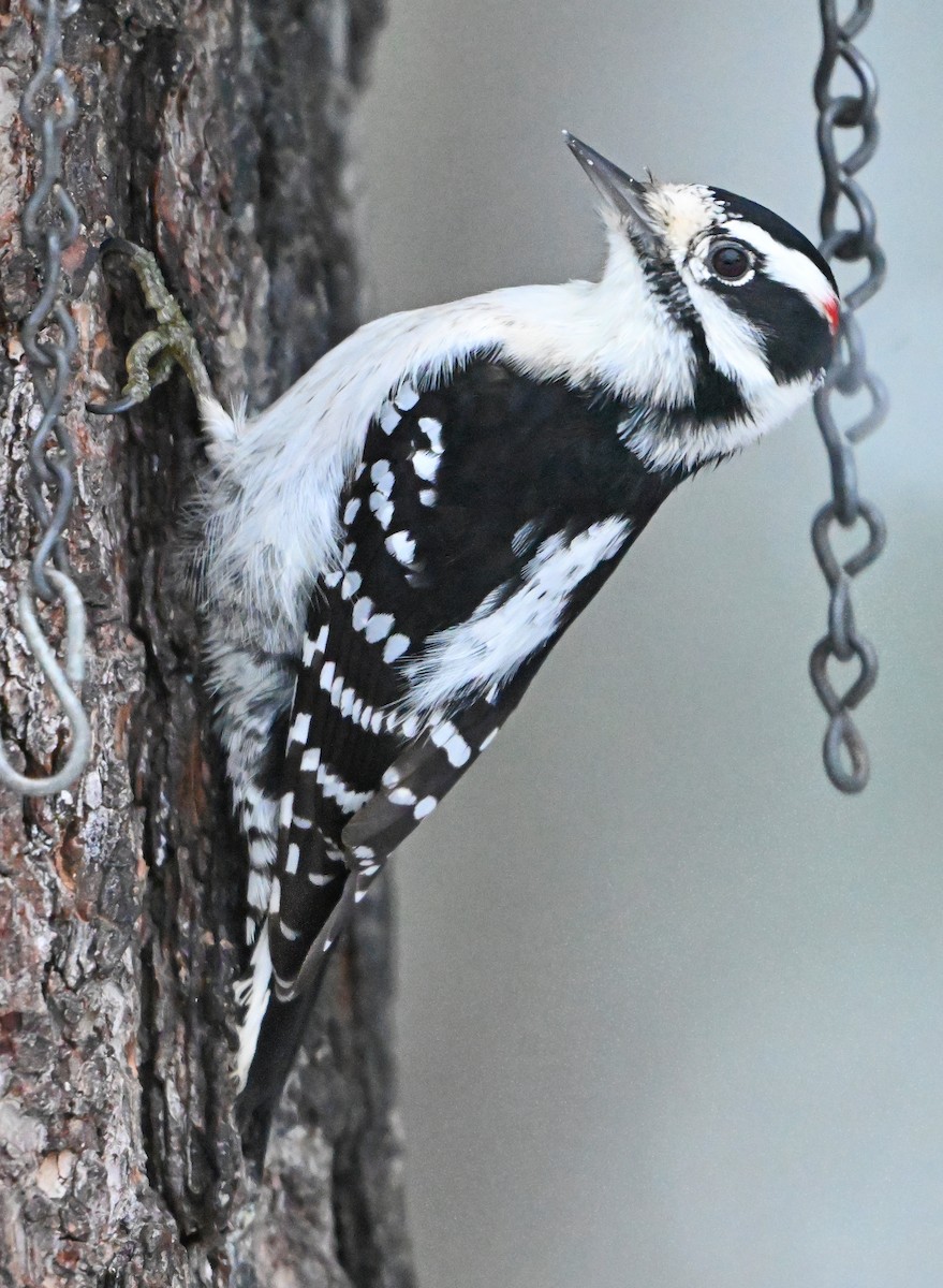 Dunenspecht - ML646748706