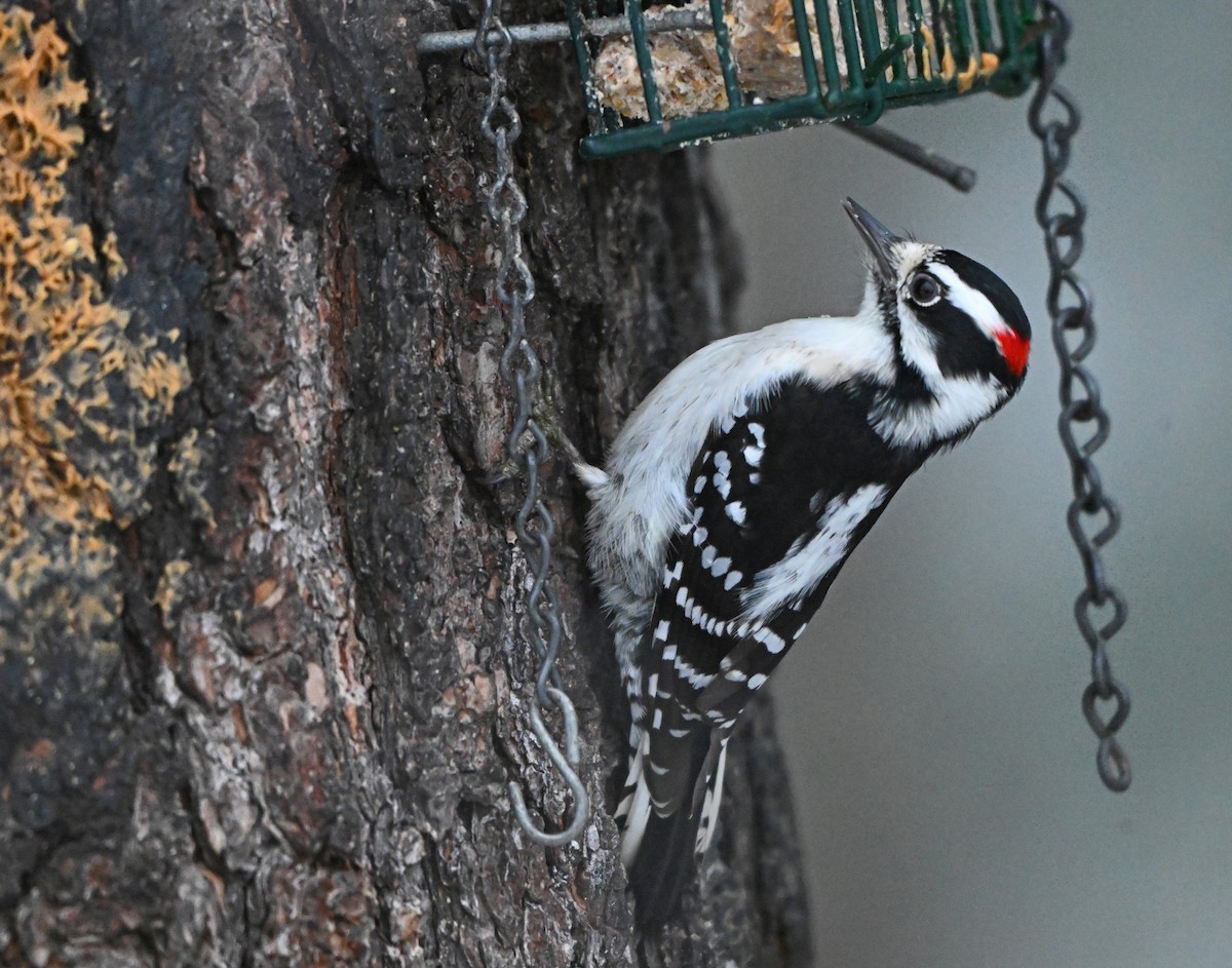 Dunenspecht - ML646748707