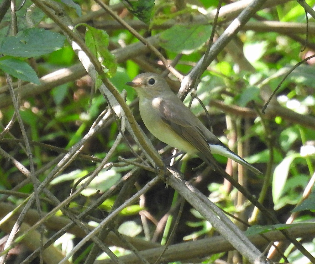 Taiga Flycatcher - ML646748714