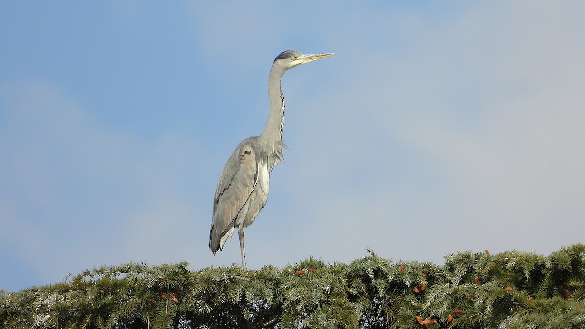 Gray Heron - ML646748715