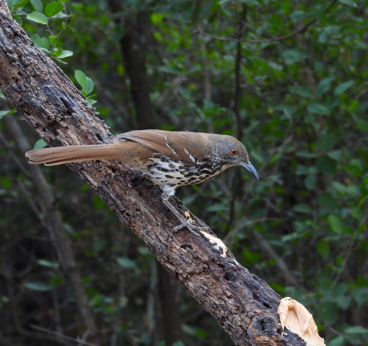 Long-billed Thrasher - ML646748717