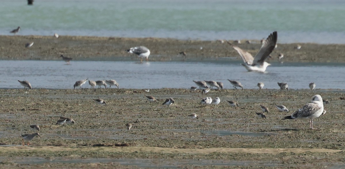 Red Knot - ML646748719