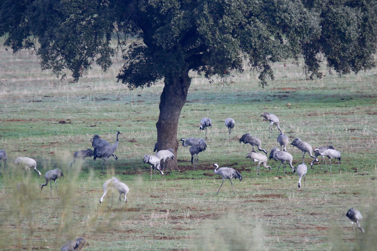 灰鶴 - ML646748720