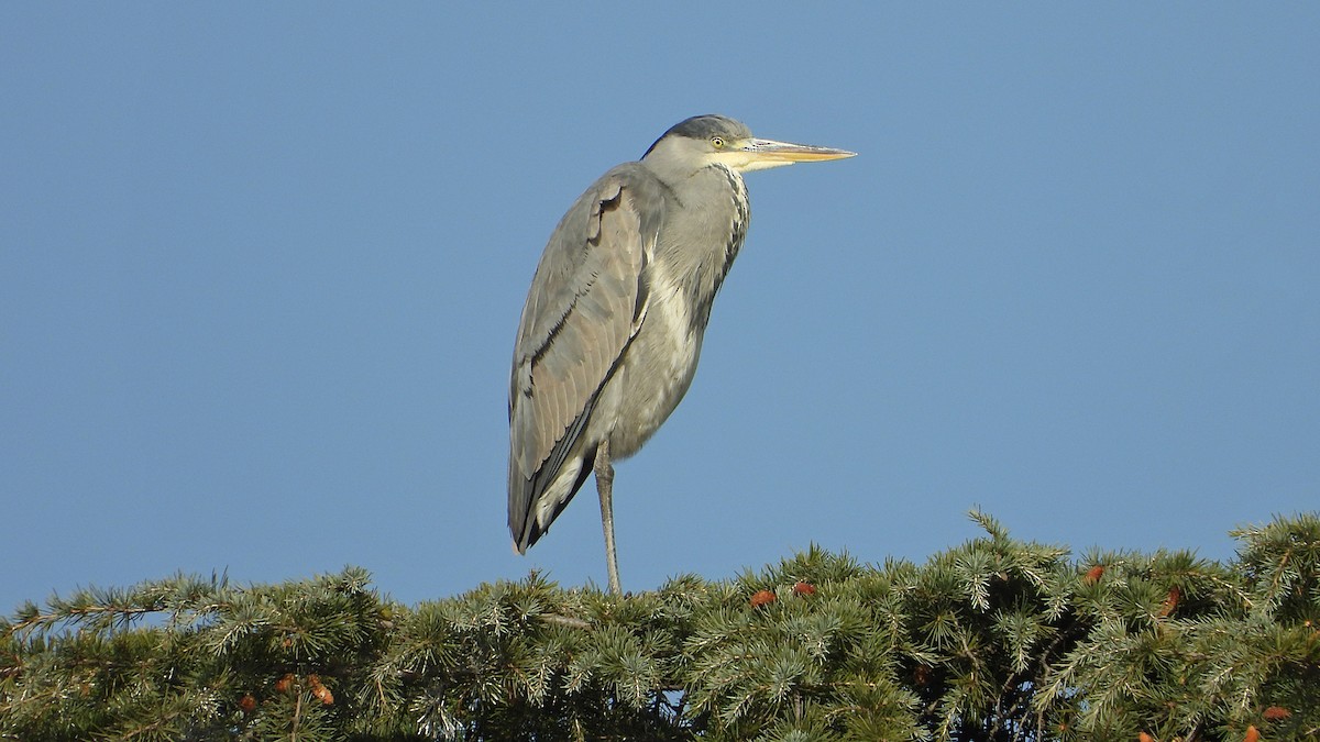 Gray Heron - ML646748721