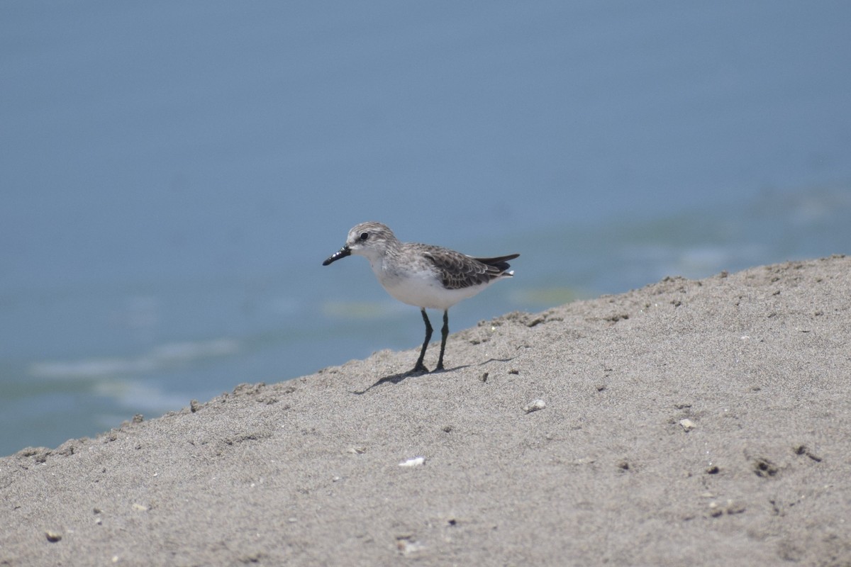 Semipalmated Sandpiper - ML646748722