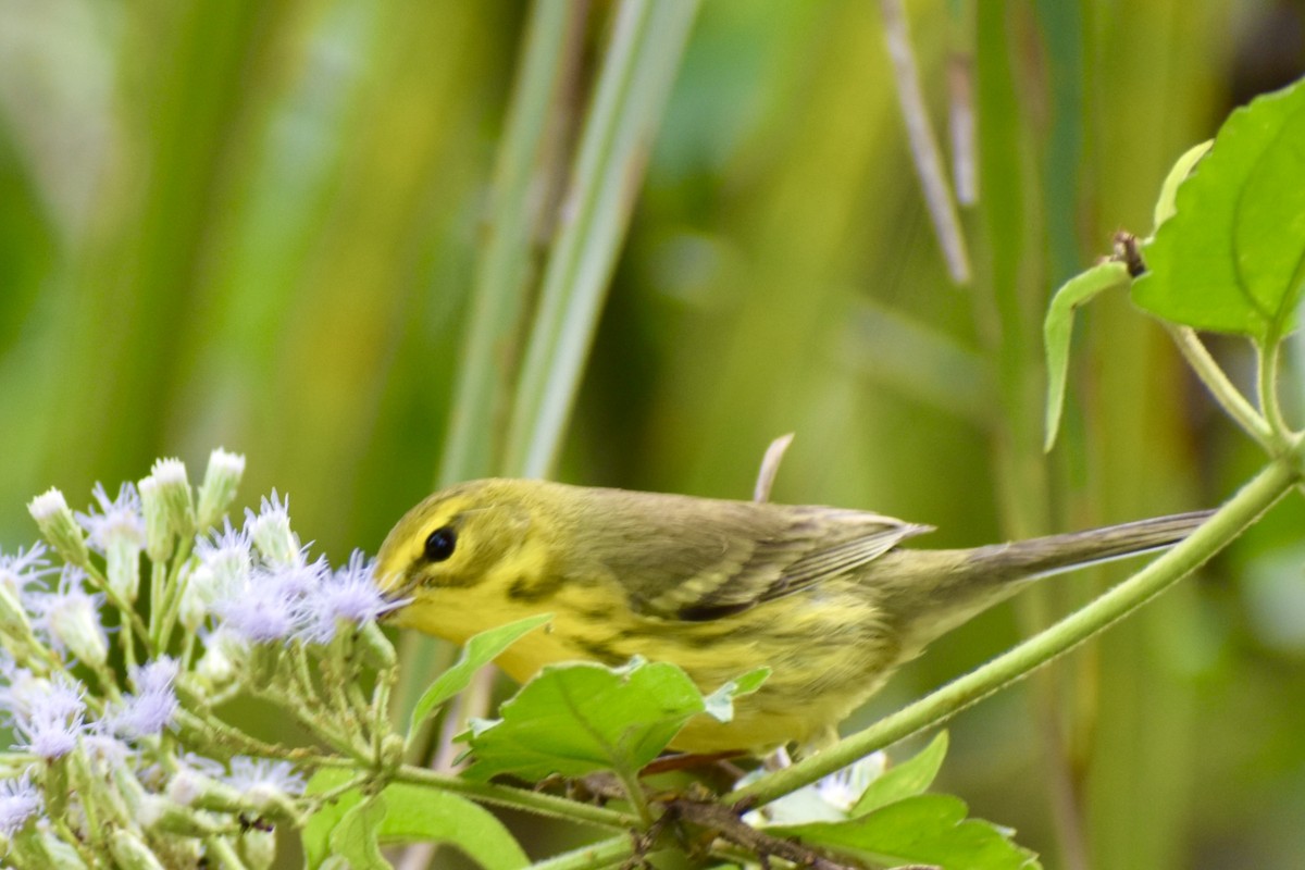 Reinita Galana - ML646748725