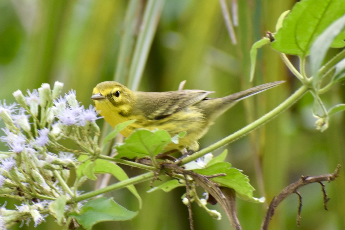 Reinita Galana - ML646748726