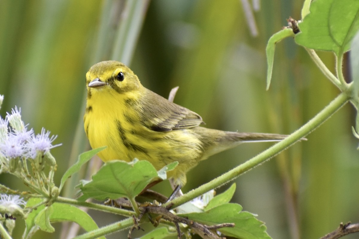 Reinita Galana - ML646748727