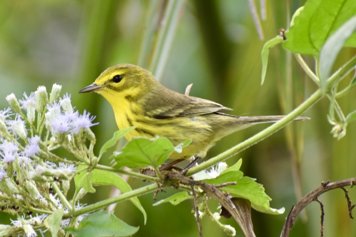 Reinita Galana - ML646748728