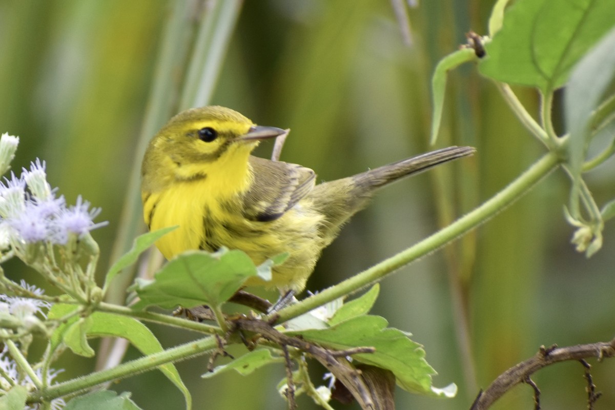 Reinita Galana - ML646748729