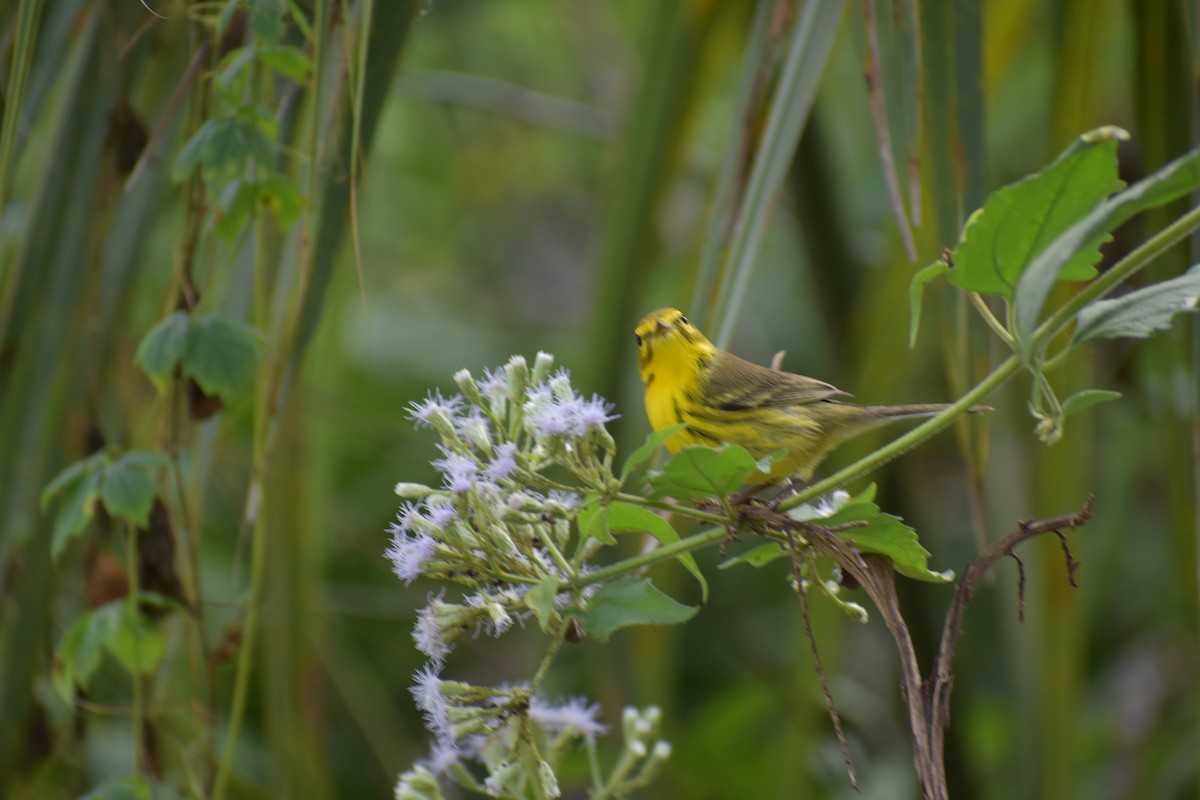 Reinita Galana - ML646748730