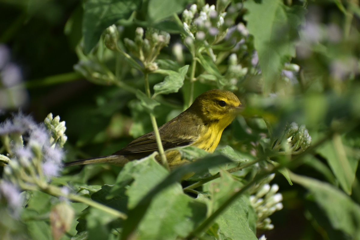 Reinita Galana - ML646748731