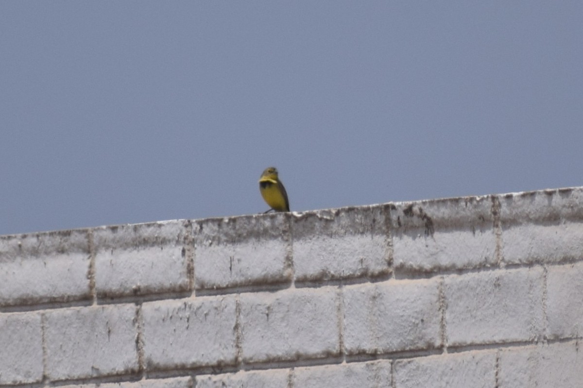 Короткоклювый зерноед - ML646748733