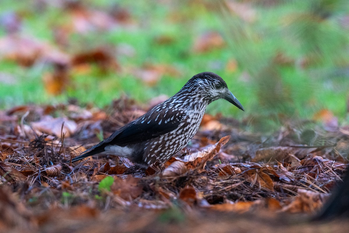 Northern Nutcracker - ML646748734