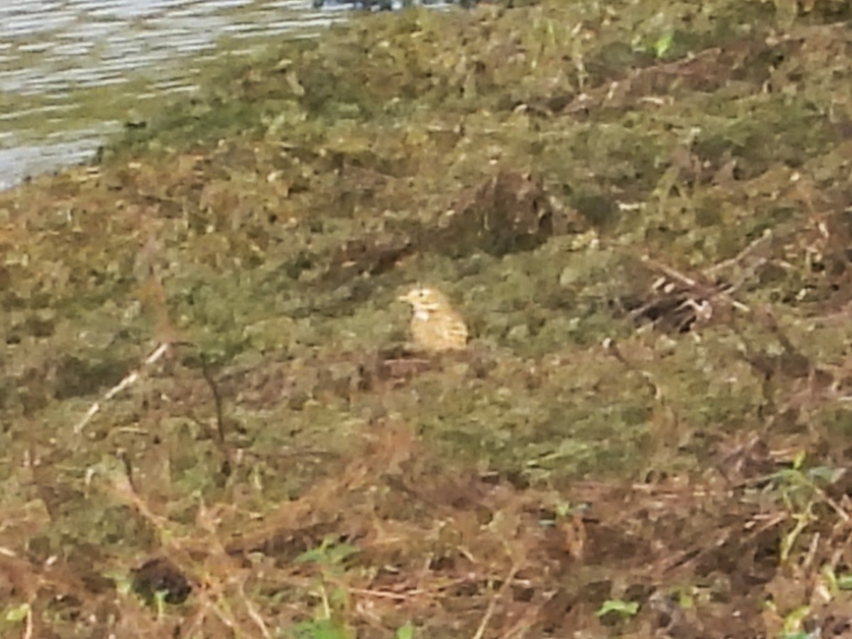 American Pipit - ML646748741