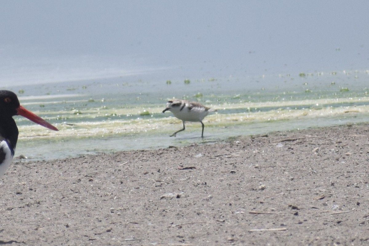 Snowy Plover - ML646748745