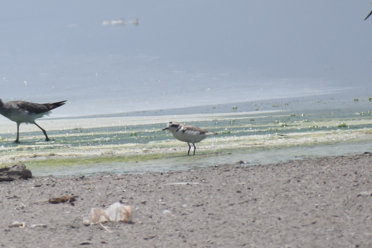 Snowy Plover - ML646748746